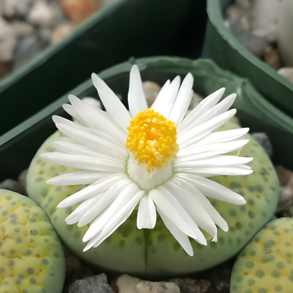 Pack of 20 Live Small Exotic Lithops Live Plants | Perfect for Lithops Starter, Great Terrarium Addition | Bare Root Without Soil or Pot, Easy to Grow and Ideal for Indoor/Outdoor Display