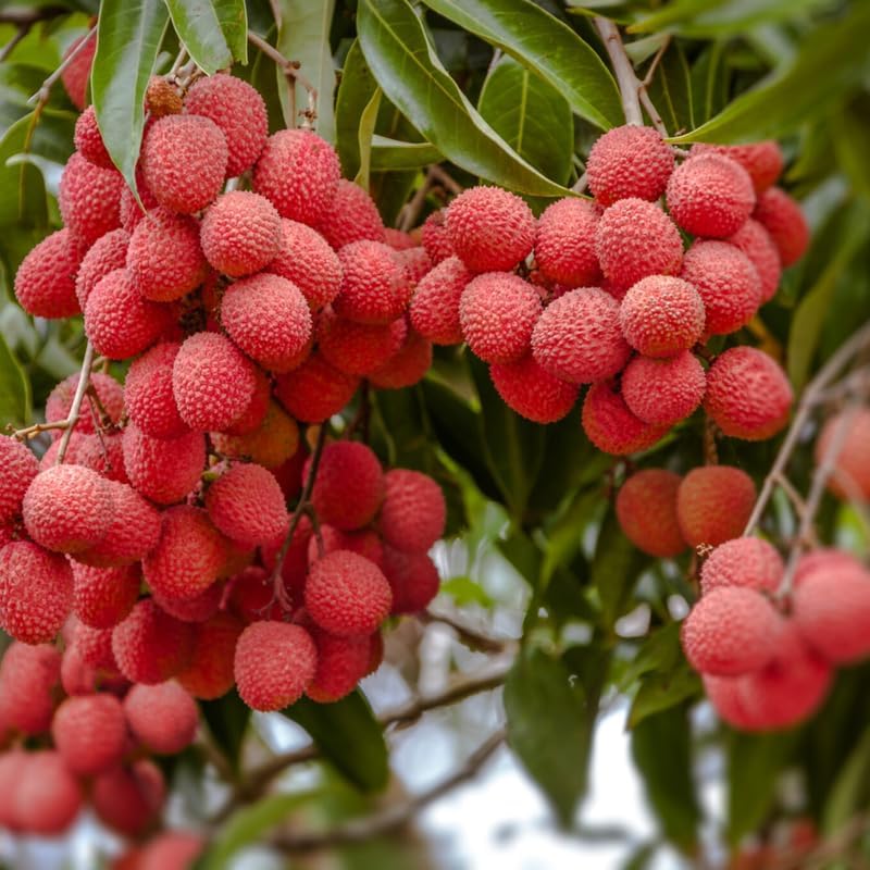 Mauritius Lychee Tree for Planting | 2.5–3 Ft Live Potted Tropical Fruit Tree | Sweet Juicy Lychee Fruit for Home Gardens, Patios & Containers | No Ship to CA,HI,AK