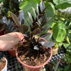Black ZZ Plant Live in 6’’ Inch Pot | ZZ Plants Live House Plants with Rich Dark Leaves | Low-Maintenance Indoor Plant with Striking Dark Foliage | Perfect for Desks, Shelves & Living Spaces.