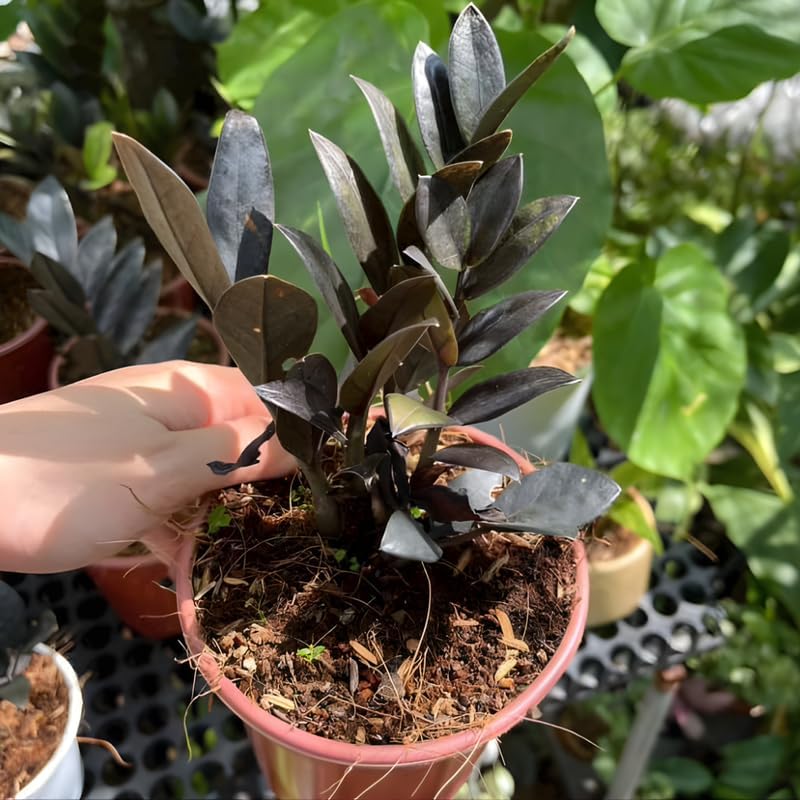Black ZZ Plant Live in 6’’ Inch Pot | ZZ Plants Live House Plants with Rich Dark Leaves | Low-Maintenance Indoor Plant with Striking Dark Foliage | Perfect for Desks, Shelves & Living Spaces.
