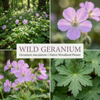 10 Wild Geranium Roots, Geranium Maculatum, Lavender Pink Flowering Perennial for Shady Garden Borders, Cold-Hardy Flower for Woodland Landscapes