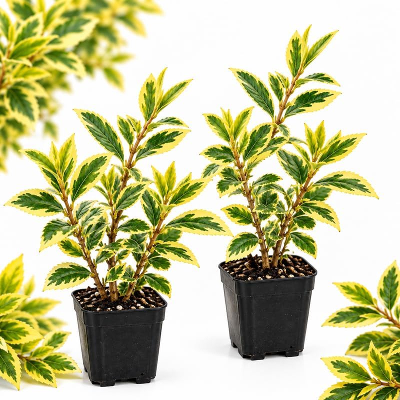 2 Variegated Forsythia Plant Live, 2.5" Pot Forsythia Bush