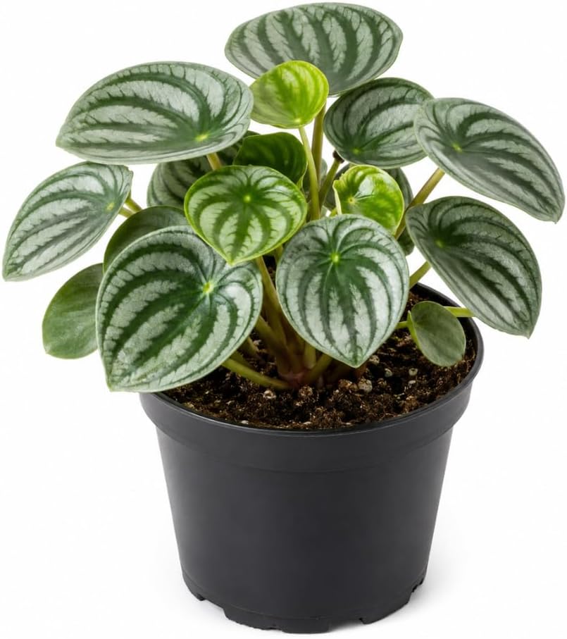 Peperomia Watermelon Live Plant, 4'' Inch Pot, Easy-Care Peperomia Live Indoor Houseplant, Attractive Peperomia Argyreia Plant for Home & Office Décor