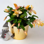 Yellow Christmas Cactus Plant for Planting | 3 to 4 Inch Tall Indoor | Live Christmas Plants Indoor Bareroot | Gift Card Presents for Mom Birthday Gift for New Home