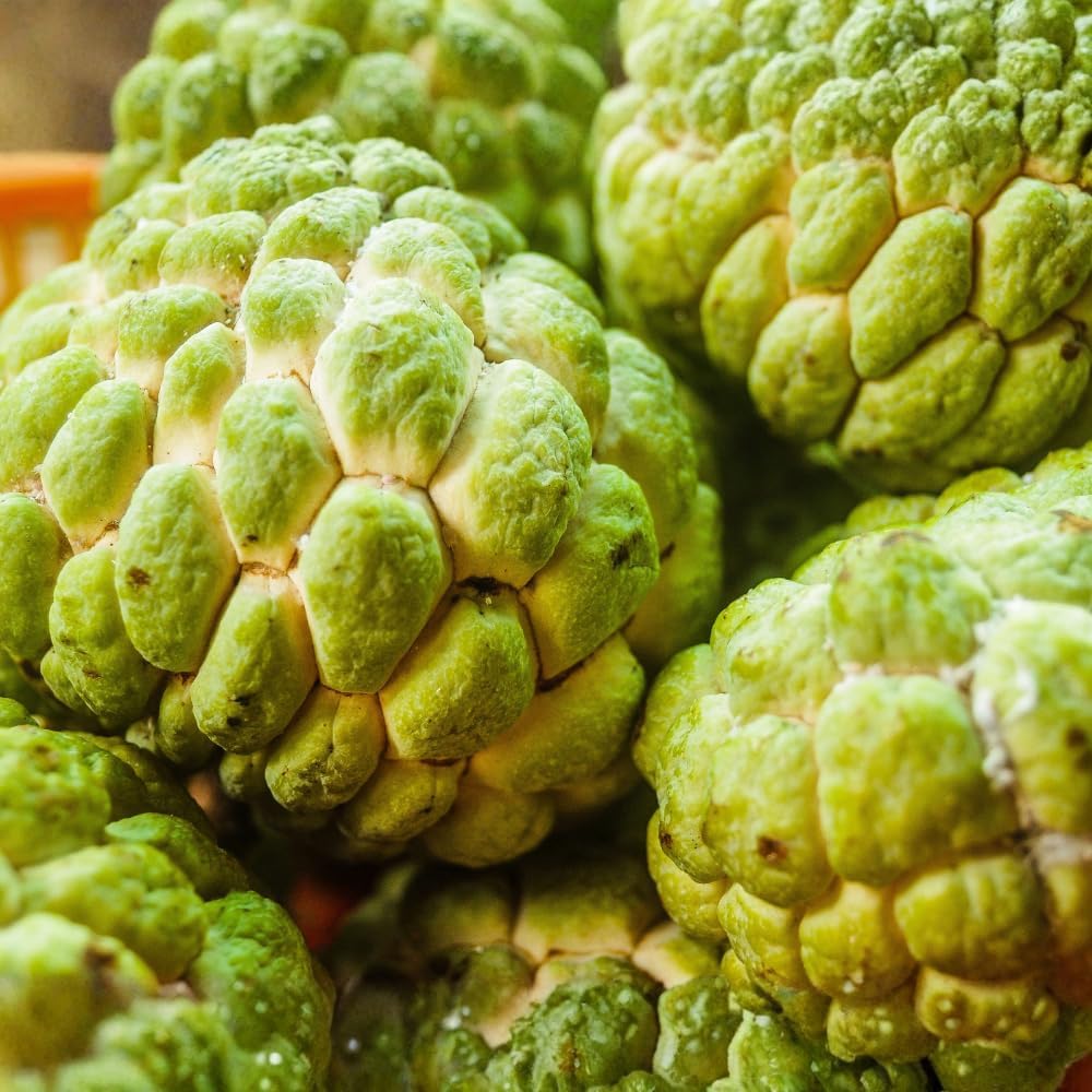 Green Sugar Apple Tree Live Plant, 2-3 Ft Tall in 3 Gallon Pot, Low Maintenance Tropical Fruit Tree for Backyard Orchard (No Ship to CA, HI, AK)