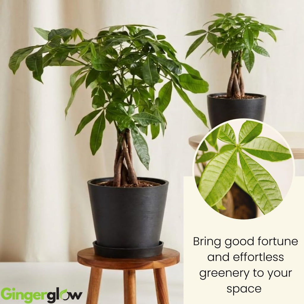 2 Money Tree Plant Indoor Live, 4 Inch Pot, Potted Pachira Aquatica, Braided Stem Indoor Tree for Home and Office Décor