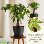 2 Money Tree Plant Indoor Live, 4 Inch Pot, Potted Pachira Aquatica, Braided Stem Indoor Tree for Home and Office Décor