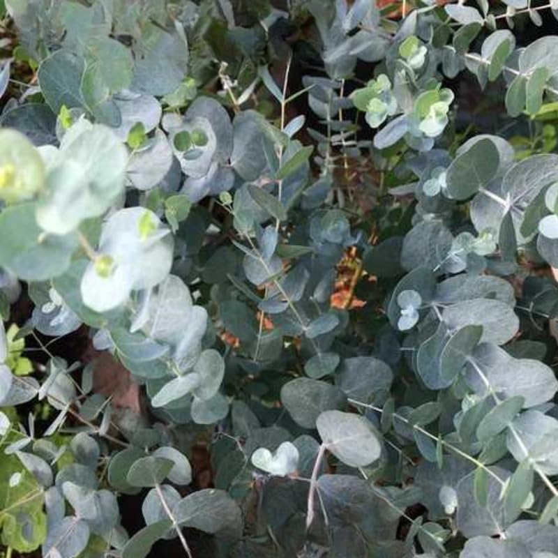 Silver Dollar Eucalyptus Plant Live, 4 Inch Tall Bare Root Seedlings, Eucalyptus Cinerea Aromatic Evergreen, Silvery Blue Foliage for Home and Garden