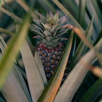 Pineapple Plant, 6" Pot, High-Vigor Low Maintenance Fruit Bush for Sunny Patios, Robust Sword-Like Green Foliage