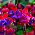 Fuchsia Plants Live, Double Red Fuchsia, 6-12 Inch Tall, Marinka Variety, Fast Growing Deciduous Flowering Shrub, Well-Rooted Plant