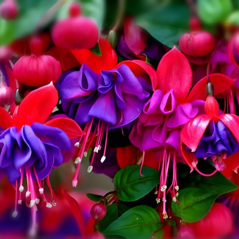 Fuchsia Plants Live, Double Red Fuchsia, 6-12 Inch Tall, Marinka Variety, Fast Growing Deciduous Flowering Shrub, Well-Rooted Plant