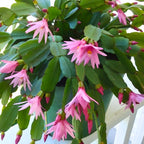 Pink Easter Cactus Plants Live | Spring Cactus Plant 3 Inch Tall | Compact Flowering Easter Cactus | Low Maintenance Indoor Houseplant for Home Decor