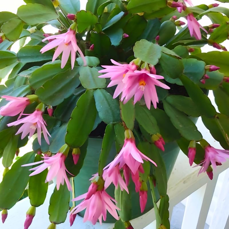 Pink Easter Cactus Plants Live | Spring Cactus Plant 3 Inch Tall | Compact Flowering Easter Cactus | Low Maintenance Indoor Houseplant for Home Decor