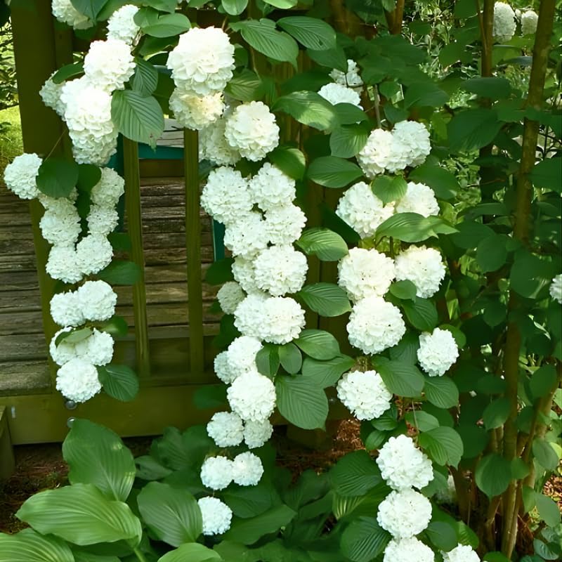 2 Snowball Bush Live Plants | Japanese Snowball Bush Live Plant for Outdoor Growing | 1–2 Feet Tall Bare Root Shrubs | Ideal for Garden Planting and Landscape Use