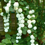 2 Snowball Bush Live Plants | Japanese Snowball Bush Live Plant for Outdoor Growing | 1–2 Feet Tall Bare Root Shrubs | Ideal for Garden Planting and Landscape Use