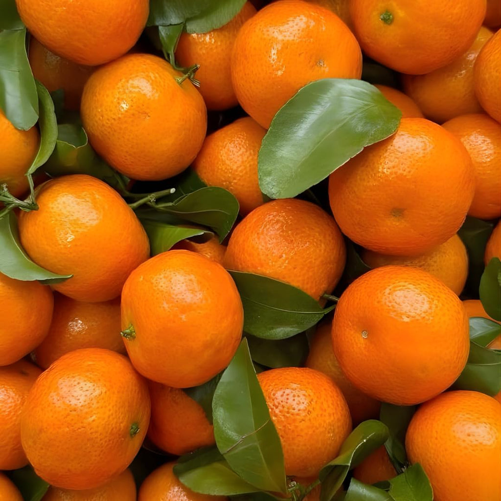 Hamlin Orange Tree for Planting | 2.5–3 Ft Live Citrus Plant | Easy-Grow Edible Fruit Tree for Home Gardens & Patios | No Ship to CA,HI,AK