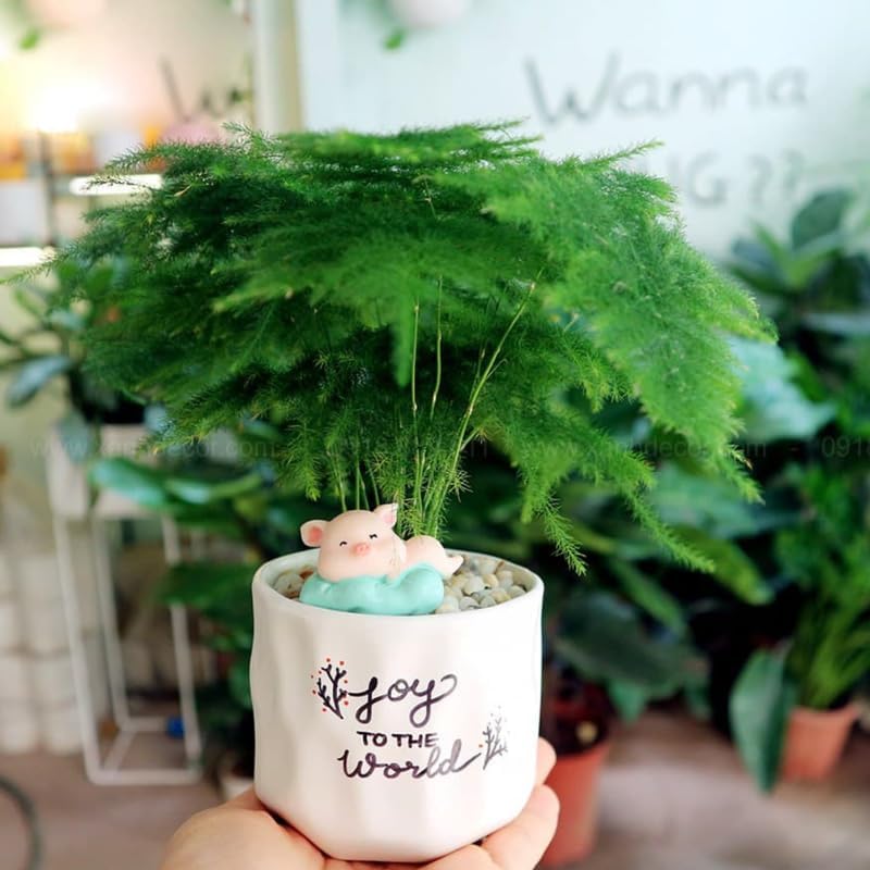Asparagus Fern Live Indoor Plant in 4’’ Inch Pot | Airy, Fine-Texture Asparagus Setaceus | Elegant Decorative Houseplant for Home, Office & Living Spaces