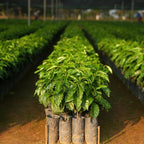 Live Arabica Coffee Plant in 4 Inch Pot| Suitable for Indoors or Patio | Tropical Houseplant for Beginners