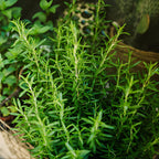 2 Thyme Plants Live for Planting, French Thyme, 4-Inch Tall, Fresh Edible Herb for Kitchen Gardens, Easy to Care Indoor Plant