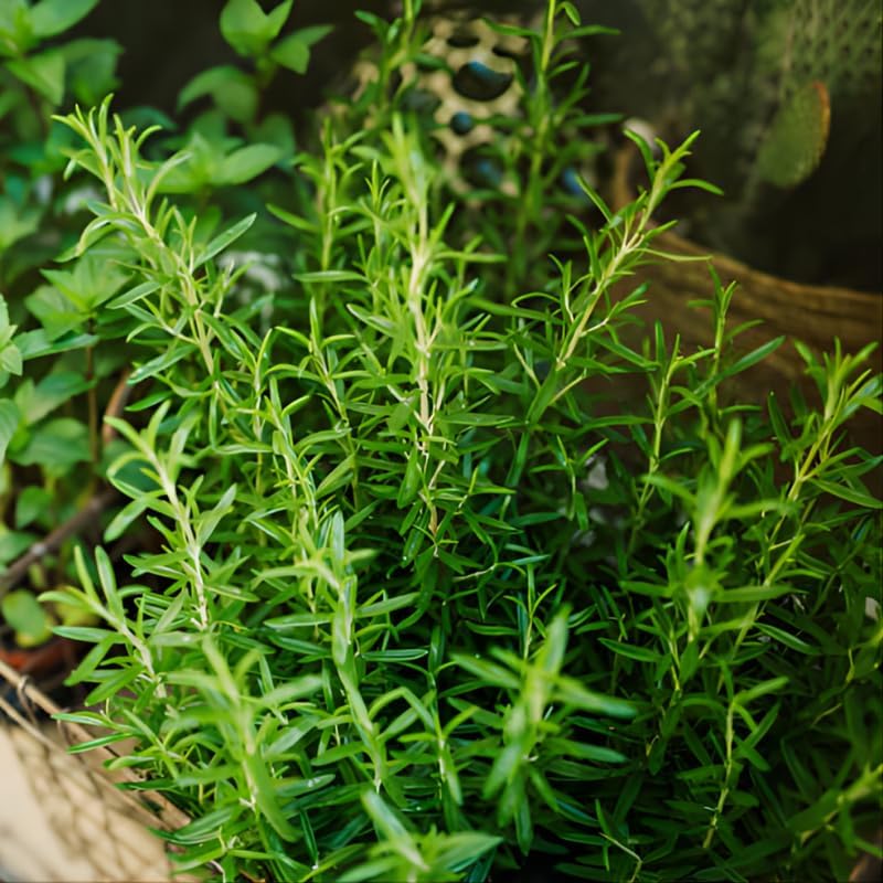 2 Thyme Plants Live for Planting, French Thyme, 4-Inch Tall, Fresh Edible Herb for Kitchen Gardens, Easy to Care Indoor Plant
