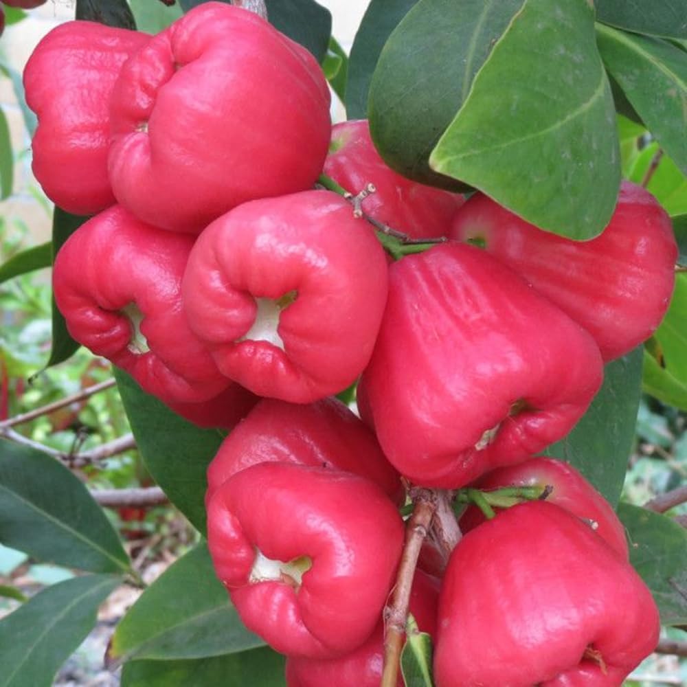Red Rose Apple Tree | Fruit Tree 30-36 Inches Tall | Red Wax Jambu Live Plant | Live Fast-Growing Tropical Tree with Glossy Foliage | Ideal for Patios, Containers & Backyards | No Ship to CA,HI,AK