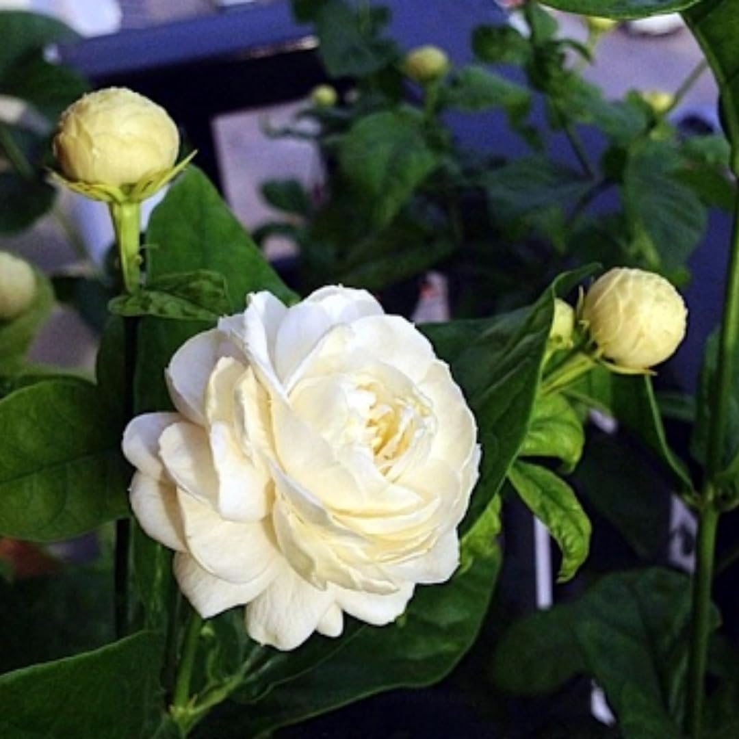 3 Count Jasmine Live Plant | Grand Duke of Tuscany Jasmine | Produce Fragrant Flowers | Live Jasmine Plant for Outdoor Garden or Home Office | 4 to 6 Inc