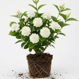 Grand Duke Jasmine Plant Live, Jasminum Sambac, 5–8 Inch Tall, Fragrant Arabian Jasmine, Well-Rooted Starter Plant, Indoor Outdoor Flowering Plant, Easy Care