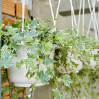 Gold Child Ivy Live Plant in 6 Inch Pot | Real English Ivy Plant | Trailing & Climbing Easy-Care Houseplant | English Ivy Live Plants for Home & Office Décor