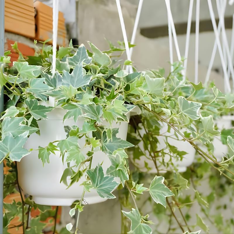 Gold Child Ivy Live Plant in 6 Inch Pot | Real English Ivy Plant | Trailing & Climbing Easy-Care Houseplant | English Ivy Live Plants for Home & Office Décor
