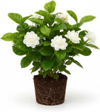 Grand Duke Jasmine Plant | Tuscany Jasmine Plant | Size 4 to 5 Inch Tall | Fragrant Flowering Jasmine | Year Round Blooming | Well Rooted