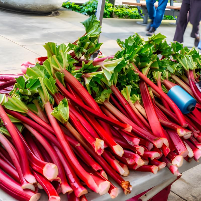 Victoria Rhubarb Plant, Well-Rooted 4-6" Rhubarb Root, Cold-Hardy High Yield Edible Plant for Backyard Rows