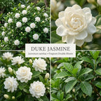 (No Ship to CA,HI,AK) Duke Jasmine Live Plant in 1 Gallon Pot, Vigorous Fragrant Flowering Shrub with Double White Blooms, Sturdy Low Maintenance Plant for Patios & Home Landscapes