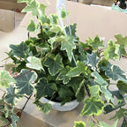 Glacier English Ivy in 6'' Inch Pot for Planting | Trailing & Climbing Easy-Care House Plant | Real English Ivy Plant for Indoor Décor
