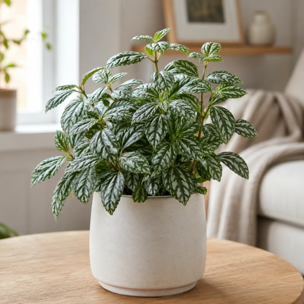 Pilea Cadierei Aluminum Plant, 4" Potted Houseplant, Low Maintenance Houseplant, Robust Sturdy Starter with Metallic Patterned Leaves