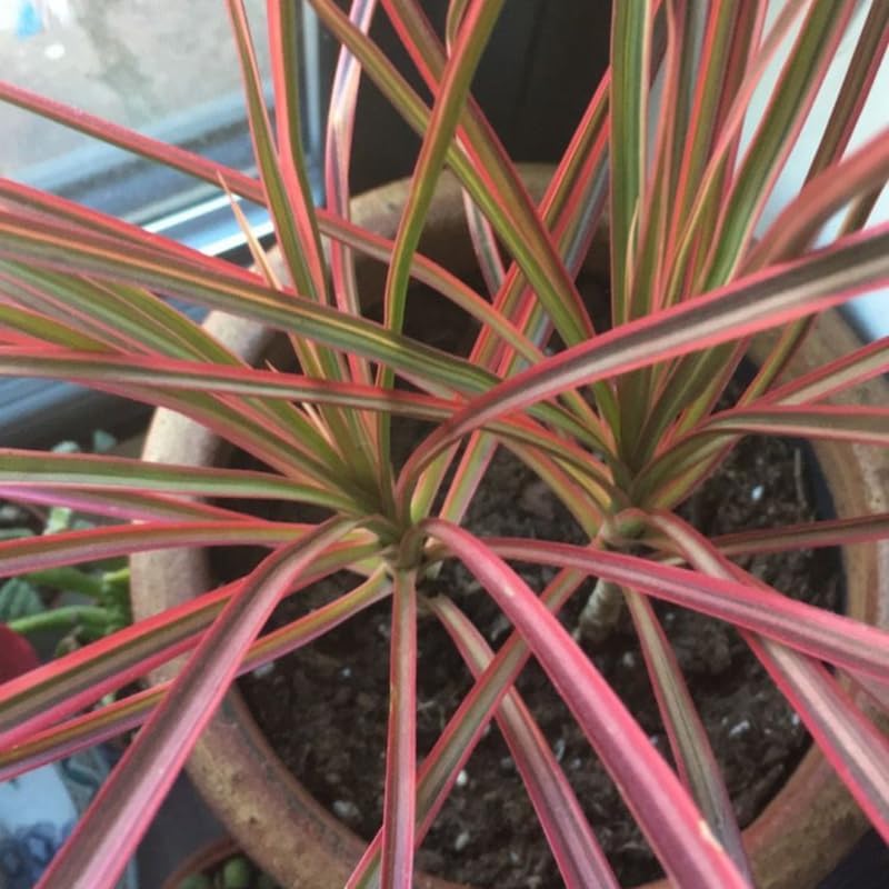 2 Dracaena Marginata Live Plant, Dragon Tree in 6 Inch Pot, Low-Maintenance Houseplants Live, Ideal Indoor Accent for Home & Office, Unique Gift for Plant Lovers