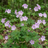 5 Wild Geranium Roots, Well-Rooted Maculatum, Low Maintenance Flowering Groundcover for Sun or Shade, Vigorous Growth Habit