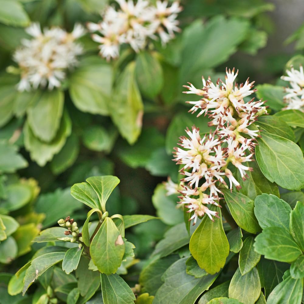 5 Allegheny Spurge Roots System, Pachysandra Procumbens, Vigorous Allegheny Spurge for Shady Backyard Borders
