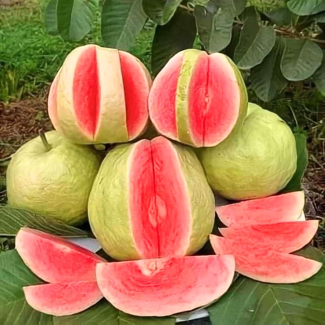 3 Count Pink Guava Tree Live Plant for Planting |Sweet Fruit Tree | 4-6 Inch for Outdoor Garden