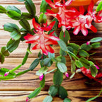 2 Yellow Christmas Cactus Plant Live | 3 to 4 Inch Tall Indoor | Housewarming Friendship Gifts for Women Best Friend Presents for Mom Birthday Gift for New Home