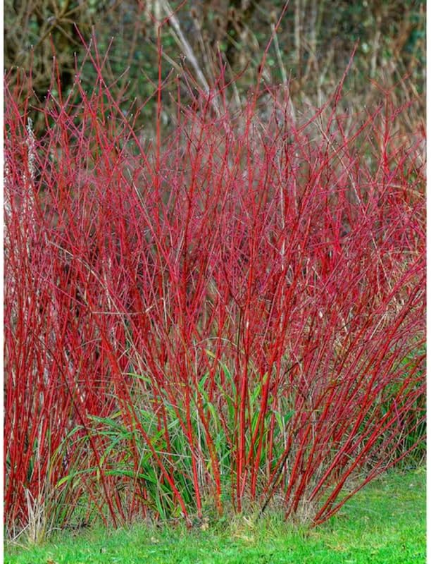 10 Red Osier Dogwood Tree Live Plant | 1-2ft Bare Root Seedlings | Low Maintenance Native Shrub | Well-Rooted Plant for Rain Gardens and Borders