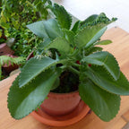 Mother of Thousands Live Plant in 2" Inch Pot | Kalanchoe Succulent Houseplant | Easy-Grow Mother of Thousands Plant for Home & Office Déco