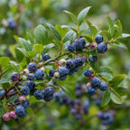 Small Huckleberry Plant Live for Planting in Pot, Easy Care, Native Berry Bush with Sweet Edible Fruit, Suitable for Outdoor Garden & Borders