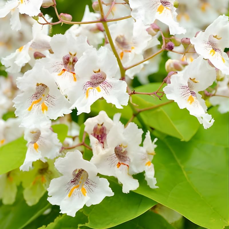 10 Catalpa Tree Plant Live – Catalpa Native Seedlings 1–2 Feet Tall | Easy to Grow Outdoor Trees for Backyard Shade & Wildlife Habitat