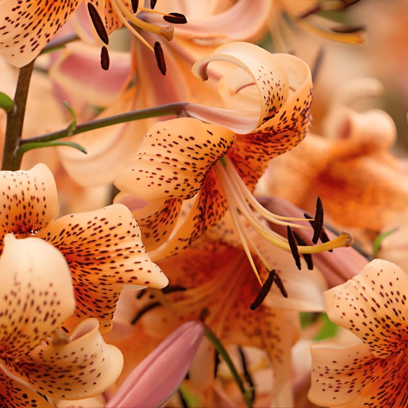 Tiger Lily Bulbs, Set 3 Lily Bulbs for Fall Planting, Bold Orange Spotted Blooms, Live Perennial Flower Bulbs for Garden Rows and Borders