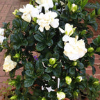 Frostproof Gardenia Jasmine Plant Live Plant | Live Jasmin Plant for Indoor in 4 Inch Pot | Low Maintenance Cold-Tolerant Jasmine for Home, Balcony & Office Display