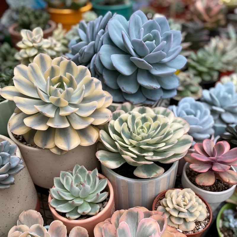 Echeveria Subsessilis Variegated Live Succulent in 4 Inch Pot, Decorative Succulent Plant for Home Office, Wedding Decor and DIY Projects