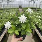 Belle of India Jasmine Live for Planting | Jasmin Plant Live in 4 Inch Pot | Fragrant Live Jasmine Plant Indoor |Suitable for Home & Office Décor | White-Blooming Potted Plant for Shelves, Desks