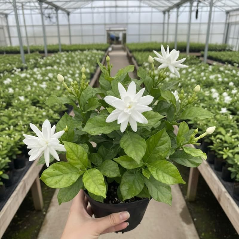 Belle of India Jasmine Live for Planting | Jasmin Plant Live in 4 Inch Pot | Fragrant Live Jasmine Plant Indoor |Suitable for Home & Office Décor | White-Blooming Potted Plant for Shelves, Desks