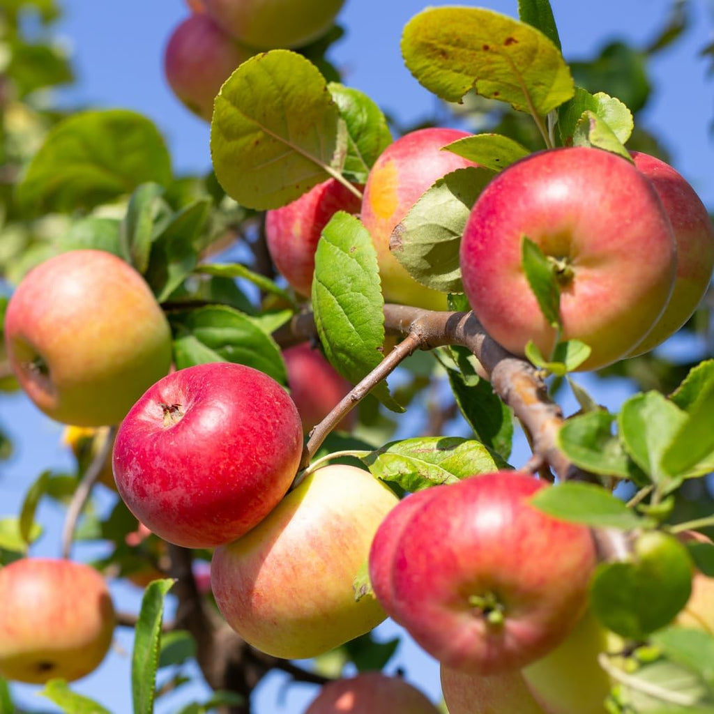 (No Ship to CA, HI, AK) Apple Trees Live Plants in 3 Gallon Pot, Fruit Trees Live Plants Ready to Fruit, Live Zestar Apple Trees for Outdoor Planting