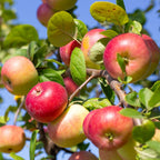 (No Ship to CA, HI, AK) Apple Trees Live Plants in 3 Gallon Pot, Fruit Trees Live Plants Ready to Fruit, Live Zestar Apple Trees for Outdoor Planting